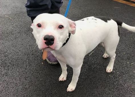 Dog dumped in Stoke-on-Trent